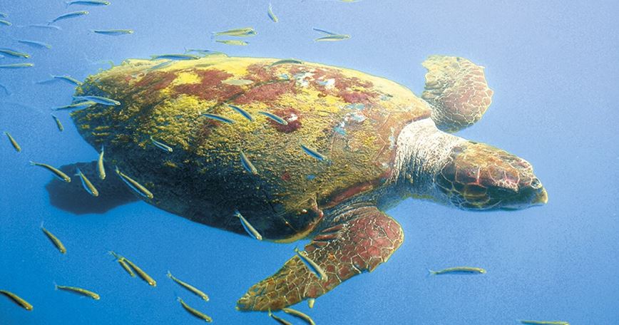 KEFALONIE-A-giant-sea-turtle-swims-in-the-ocean__w950h500_83b2ff